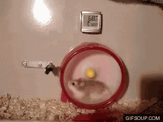 Hamster Wheel Fail GIF