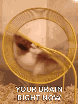 Hamster Wheel GIF