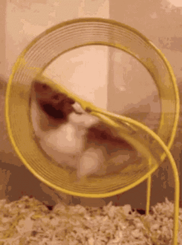 Hamster GIF