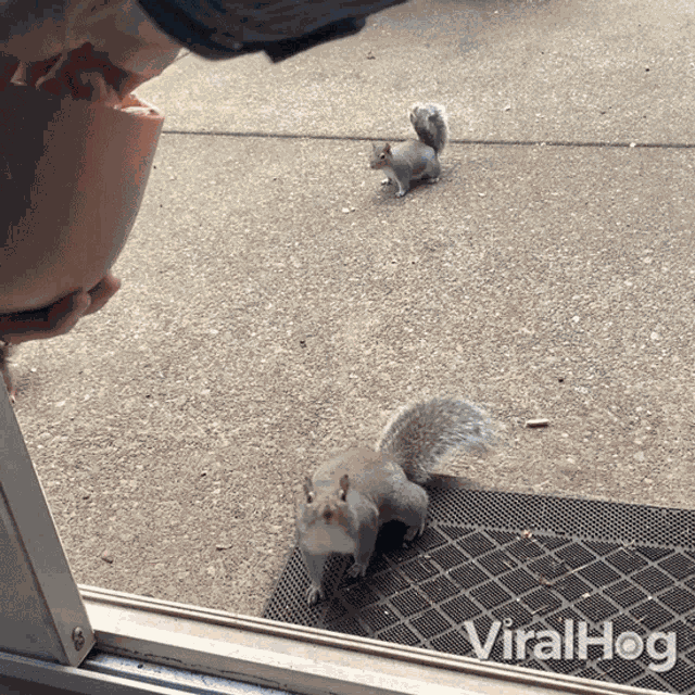 Hand Feeding A Squirrel Viralhog GIF