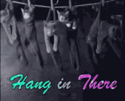 Hanging In There GIF