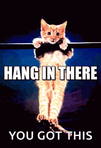 Hanginthere Kitten GIF
