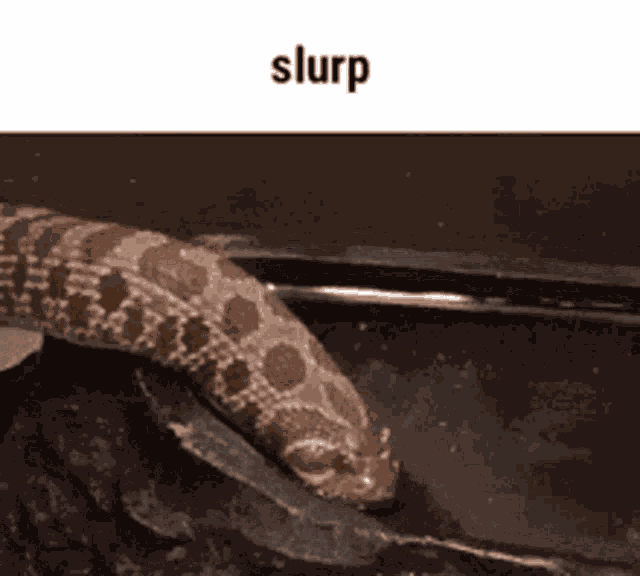 Hany19999995 Abood GIF