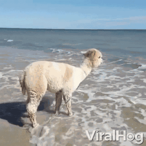 Happy Alpaca Alpaca GIF