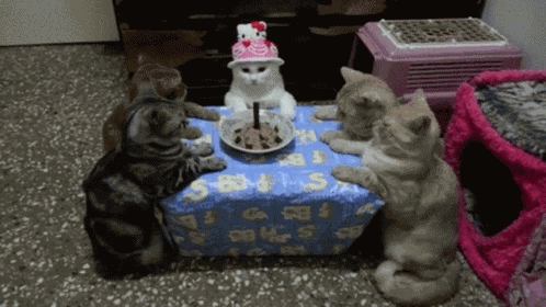 Happy Bday Pussycat GIF