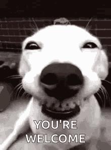 Happy Birthday Ashleigh GIF