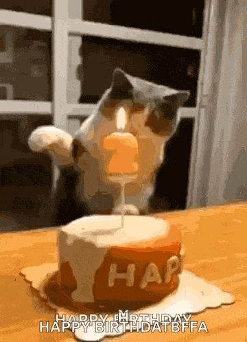 Happy Birthday Cat GIF