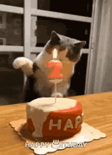 Happy Birthday Cat GIF