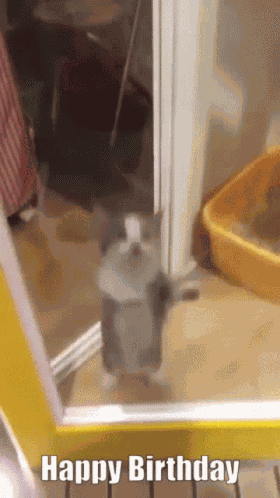 Happy Birthday Cat GIF
