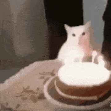 Happy Birthday Cat GIF