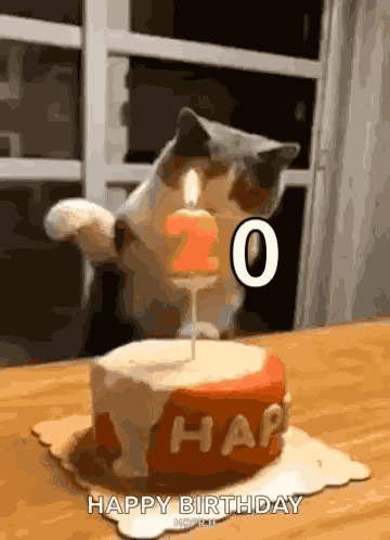 Happy Birthday Cat GIF