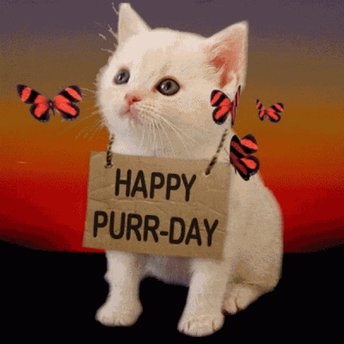 Happy Birthday Caturday GIF