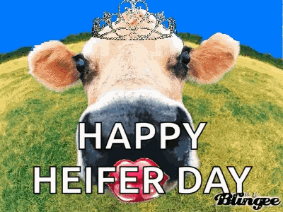 Happy Birthday Cow GIF