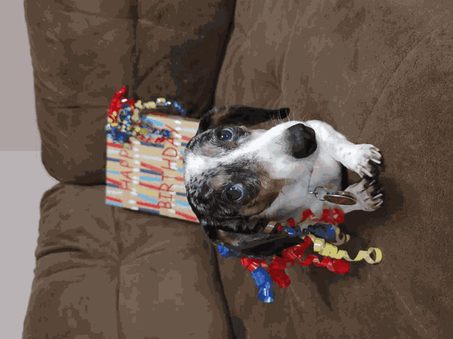 Happy Birthday Daschund Meme