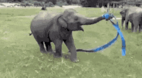 Happy Birthday GIF