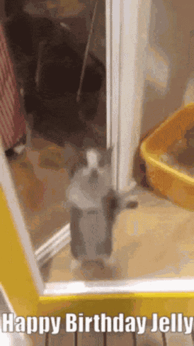 Happy Birthday Jelly Jelly GIF