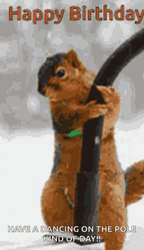Happy Birthday Squirrel GIF