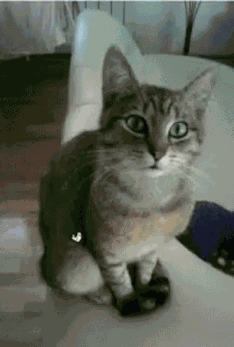 Happy Birthday GIF