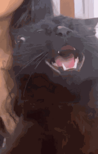 Happy Cat Joyous GIF