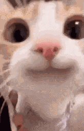 Happy Cat GIF