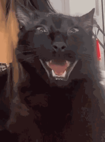 Happy Cat So Happy GIF