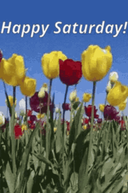 Happy Day GIF