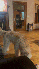 Happy Dog Cute Dog GIF