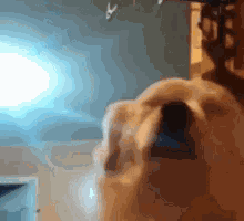 Happy Dog Dance Dancing Dog GIF