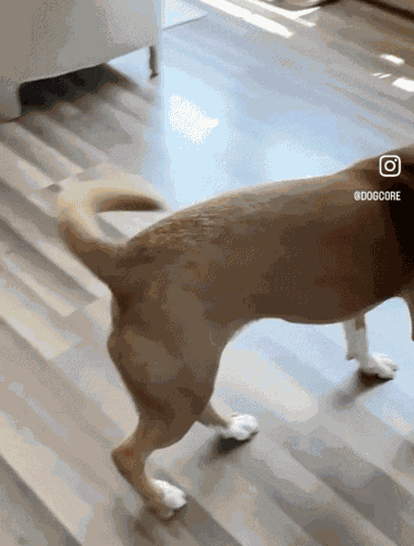 Happy Dog Excited Dog GIF