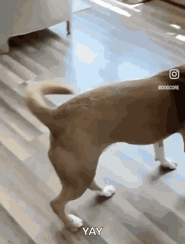 Happy Dog Excited Dog GIF