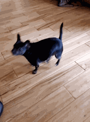 Happy Dog GIF