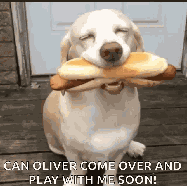 Happy Doggo GIF