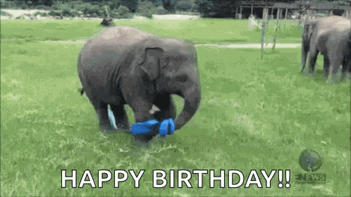 Happy Elephant GIF