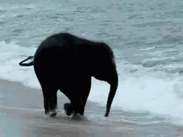Happy Elephant Swiming GIF