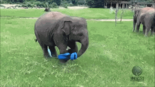 Happy Elephant GIF