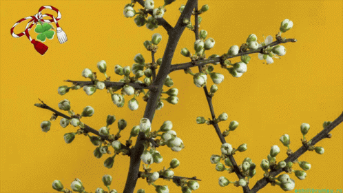 Happy First Day Of Spring Happy Spring GIF