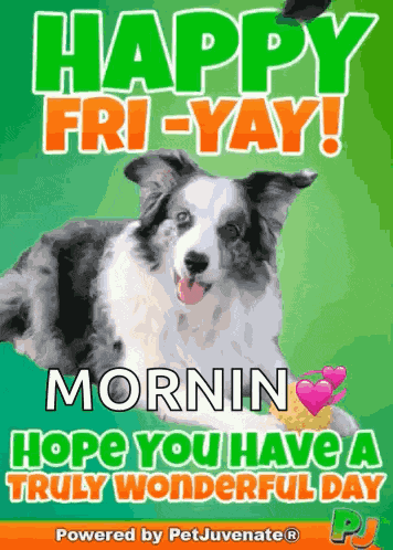 Happy Friday Images Friyay Weekend Fun Pj Love A You Did What Funny Dog Gif Boop Bork Blep Boof And Hound Dog GIF