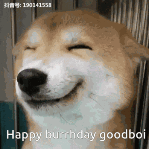 Happy Goodboi GIF