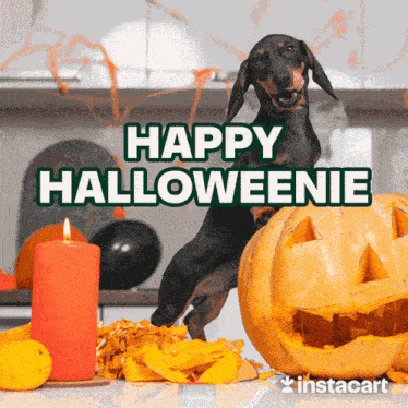 Happy Halloweenie Weiner Dog GIF