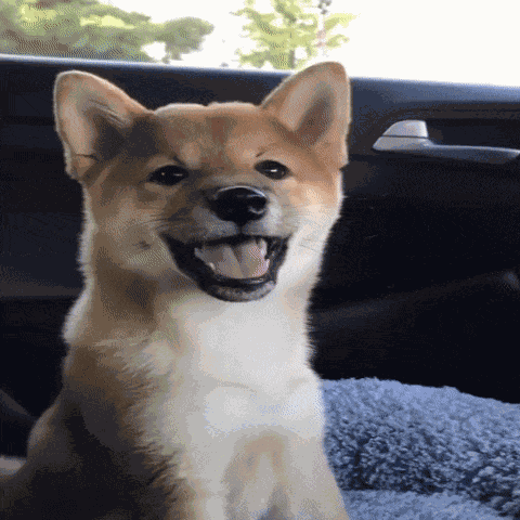Happy Happy Doggo GIF