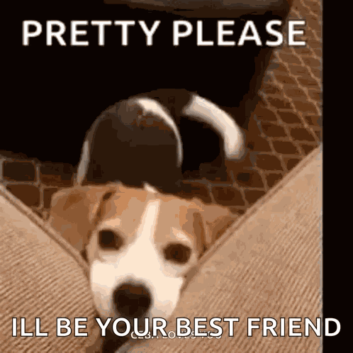 Happy Pretty Please GIF