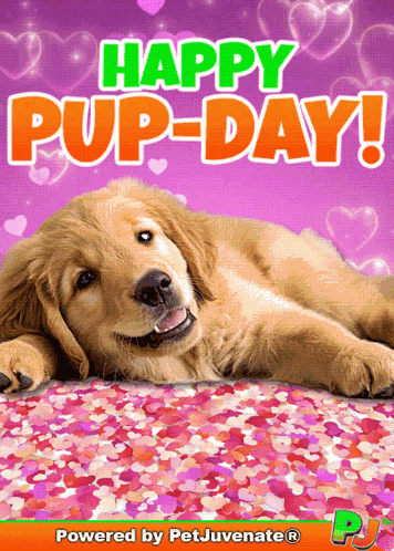 Happy Pup Day Pj Petjuvenate Birthday Happy Birthday Dog Puppy GIF