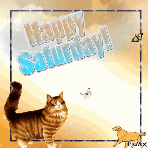 Happy Saturday GIF