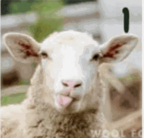 Happy Sheep GIF