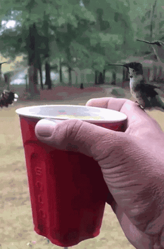 Happy Summer Birds GIF