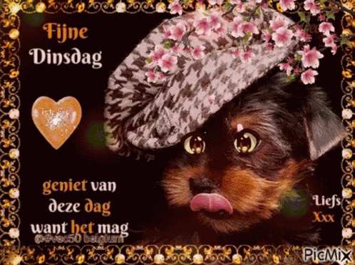 Happy Tuesday Fijne Dinsdag GIF