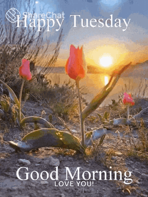 Happy Tuesday Good Morning GIF