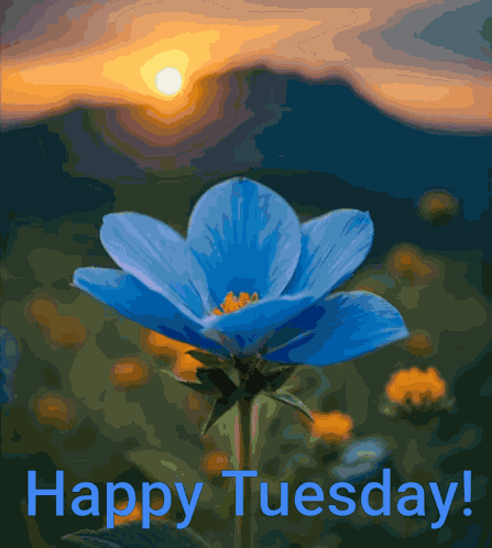Happy Tuesday GIF
