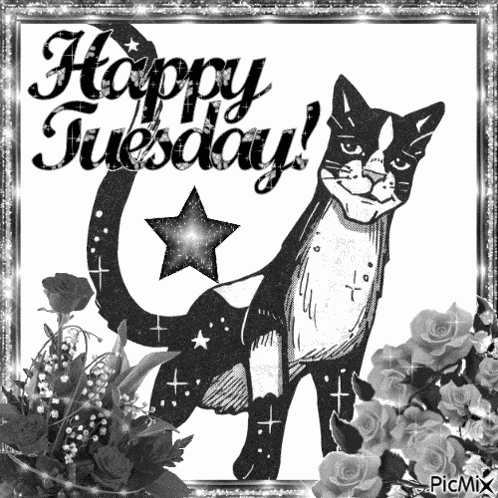 Happy Tuesday Tallstar GIF