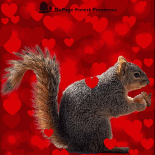 Happy Valentines Day Dupage GIF